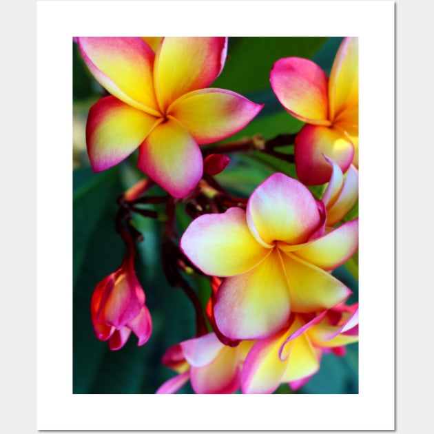 plumeria-flowers-frangipani-floral-blossom-petal-bloom-shirtyshirto-51 Wall Art by Shirty.Shirto